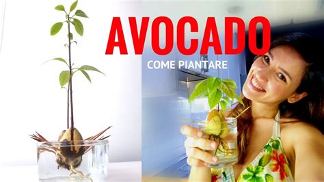 COME PIANTARE SEME AVOCADO RICETTE DI GABRI Kitchen Brasita YouTube