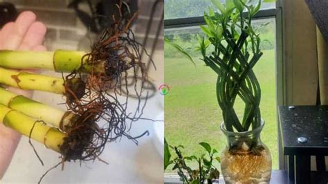 Lucky Bamboo Root Rot (Signs, Causes, And Treatment) - Garden For Indoor