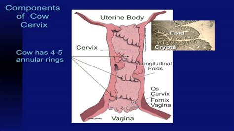 Lecture 13 Part 2 Reproductive System Of Cows Youtube