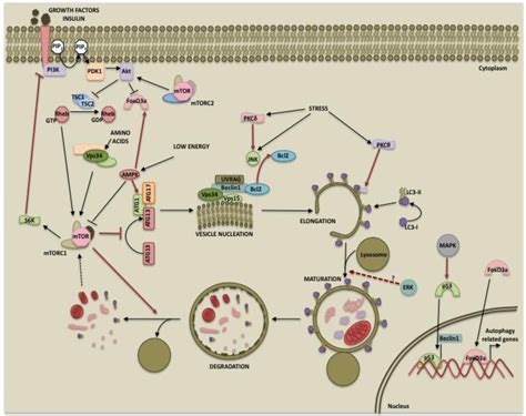 Cancers Free Full Text Regulation Of Autophagy By Kinases