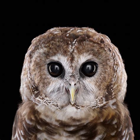 Stunning Portraits Of Owls Captured In Up Close Detail