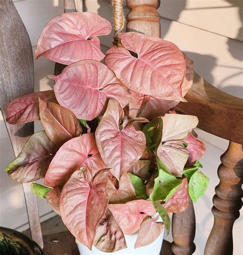 Pink Syngonium Podophyllum Arrowhead Plant Indoor Plant Etsy
