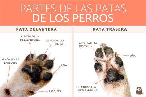 Patas De Perro Todo Lo Que Debes Saber Sobre Su Cuidado Y Salud Los