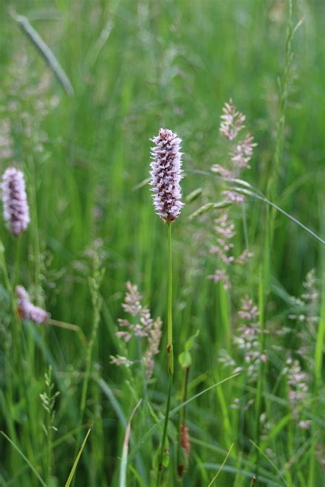 Sch Tze Aus Dem Isental Schlangen Wiesenkn Terich Wildland Stiftung