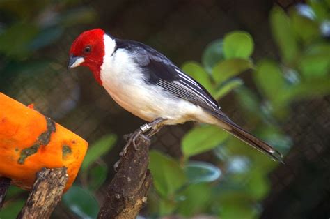 Pin De Luiz Morais Em Aves Flores Abelhas Borboletas Aves Belas