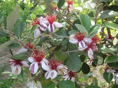 Top 5 Fruit Trees That You Can Grow In Small Pots