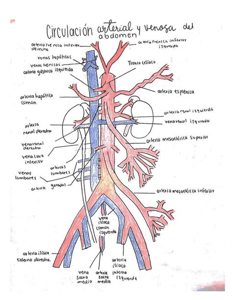 Circulación Arterial Y Venosa Del Abdomen Esquemas Y Mapas Conceptuales De Anatomía Docsity