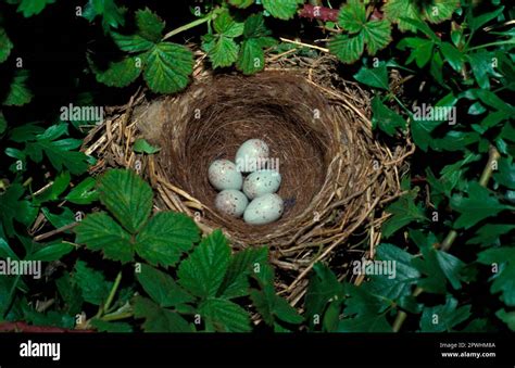 Nests Bird Songbird Eggs Hi Res Stock Photography And Images Alamy