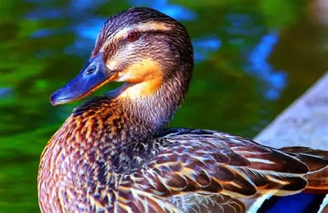 Mallard Duck Description Habitat Image Diet And Interesting Facts