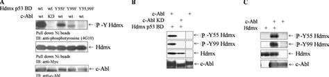 C Abl Phosphorylates Hdmx On Tyr And Tyr In Vivo A Hek Cells