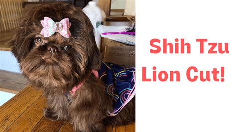 Lion Cut For Shih Tzu | Make your Shih Tzu the King of the pet Jungle ...