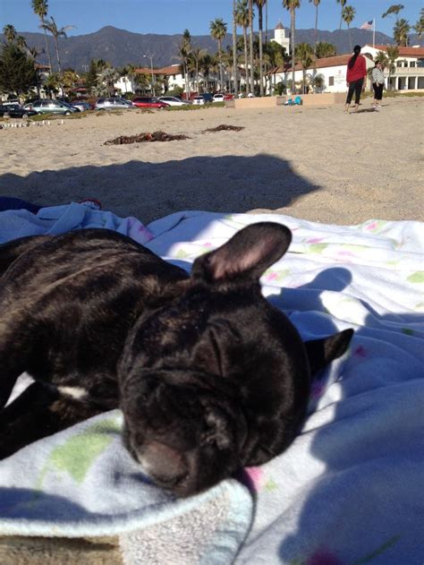 Baby Frenchie sleeping on the beach. Xoxo | Puppies, Animals, Frenchie