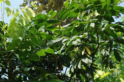 Daun Pokok Getah In English Stephanie Hardacre