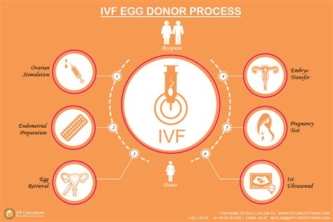 Infographic How Does IVF Process Work Infographic IVF Conceptions