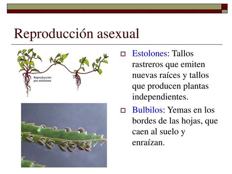 Ppt Tema Parte La Reproducci N En Las Plantas Powerpoint