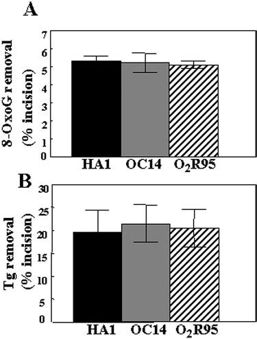 Specific Activities For Removal Of Oxog And Tg In Parental And