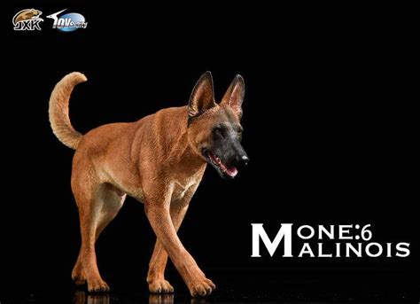 Belgian Malinois With John Wick | Figround