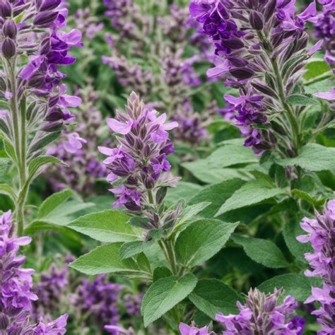 Clary Sage: Hormonal Balance & Skincare Powerhouse