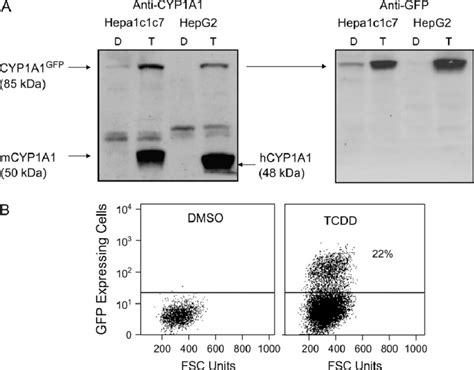 Expression Of Cyp A Gfp In Mouse And Human Hepatoma Cells Following