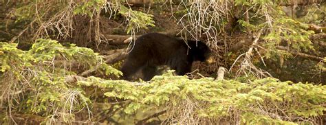 Wildlife in Juneau, Alaska - Alaska's Inside Passage