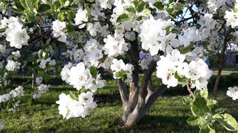 Яблони в цвету. Невероятное цветение яблонь. - YouTube