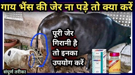 गाय भैंस की जेर ना पड़े तो क्या करेंcow Buffalo Ki Jer Girane Ka