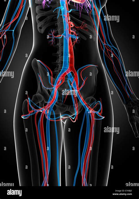 Female Vascular System Computer Artwork Stock Photo Alamy