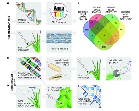 Workflow Of TALE Target Gene Identification A Identification Of