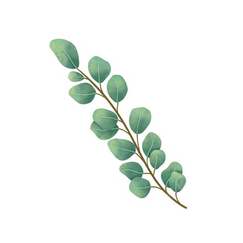 Eucalyptus Illustration Eucalyptus Leaf Illustration Png Transparent