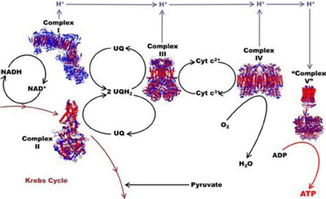 Complexes I through IV of the electron transport chain, as well as ATP ...