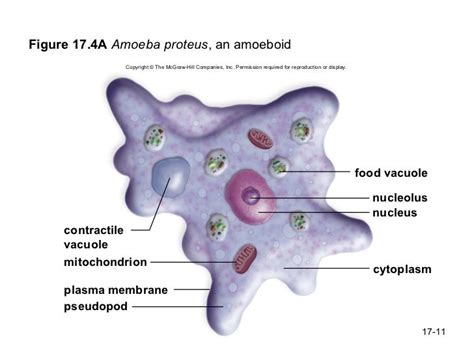 Bio 100 Chapter 17