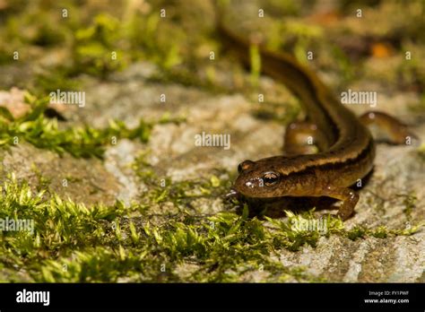 Lungless salamander hi-res stock photography and images - Alamy
