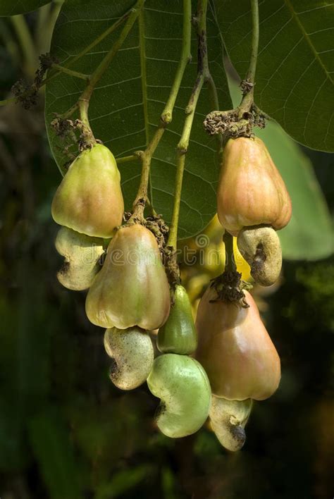 2882 Cashew Tree Photos Free And Royalty Free Stock Photos From Dreamstime