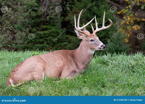 Male Deer Laying On The Grass Stock Photo Image Of Untamed Country