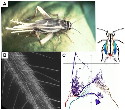 The Cricket Cercal System A Acheta Domestica The Cerci Are The Two