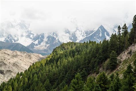 Fairy Meadows Nanga Parbat Beautiful Fine Trees Forest Landscape Stock