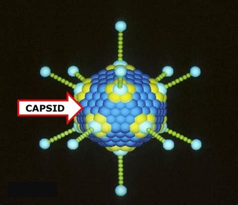 Viruses Structure Repro Flashcards Quizlet