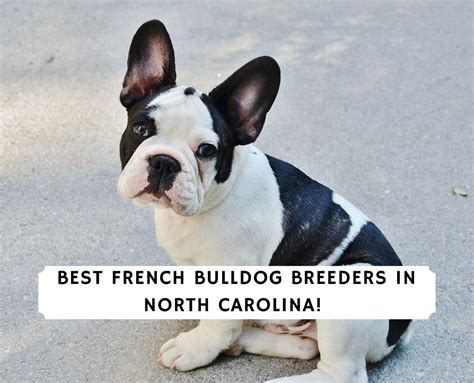 7 Best French Bulldog Breeders in North Carolina! (2024) - We Love Doodles