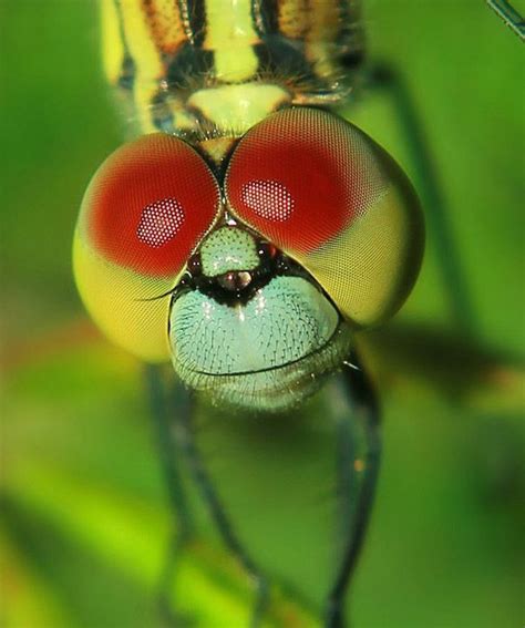 Dragonfly eyes, Dragonfly images, Bugs and insects