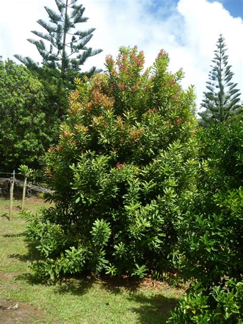 macadamia integrifolia gardening  angus
