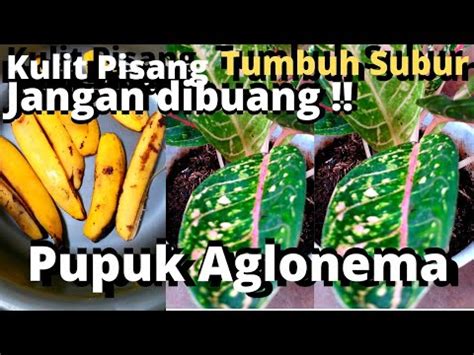 Cukup Pendam Kulit Pisang Hasilnya Bikin Bunga Aglonema Cepat Tumbuh