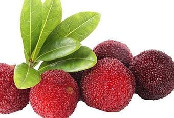 Bayberry – Medicinal Benefits - Paperblog