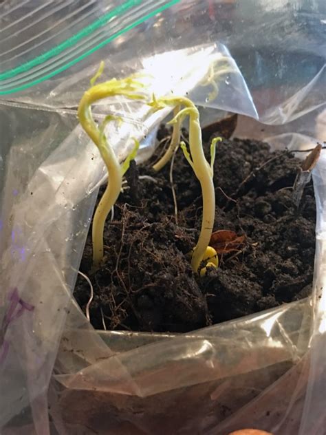 How To Germinate Peach Pits And Why You Should The Grow Network