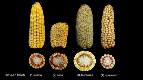 Tweaking Corn Kernels With Crispr