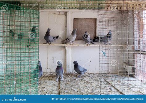 Pigeons In Cage Stock Photo Image Of Background Hand 139186684