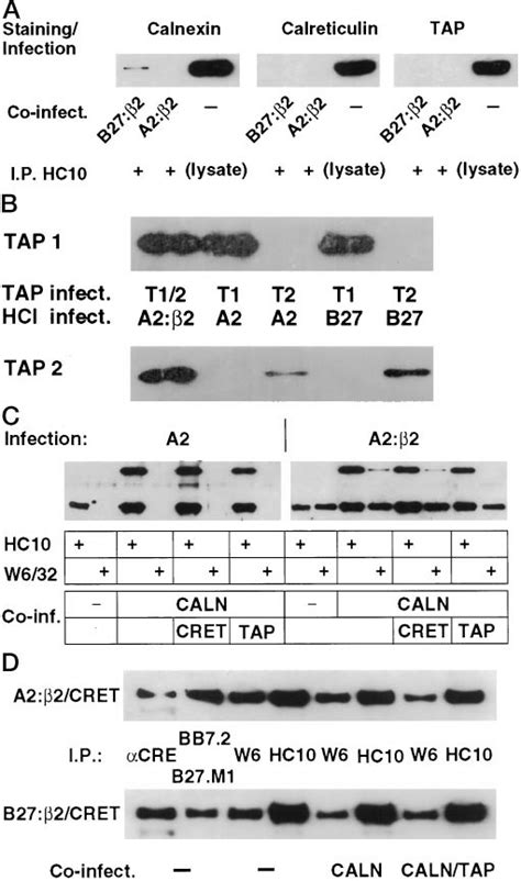 Interactions Of Insect Cell Expressed Proteins A 5 10 6 Sf9 Cells