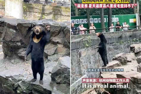 Zoo Confirms Standing Waving Human Bear Is Real Natural Behavior