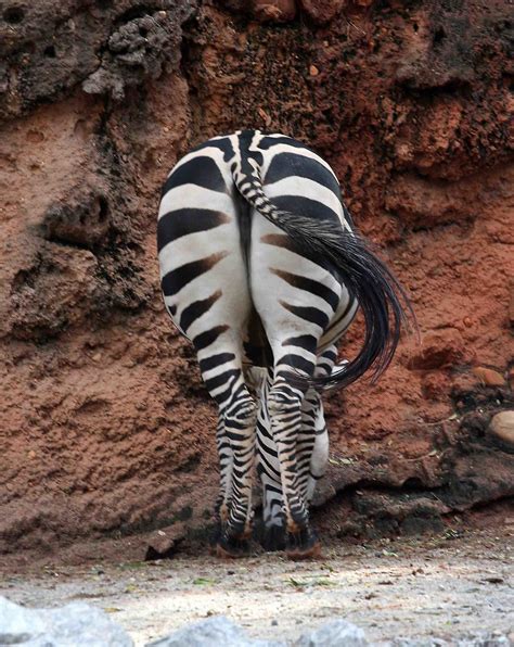 Zebra Butt Elizabeth Grimsley Flickr