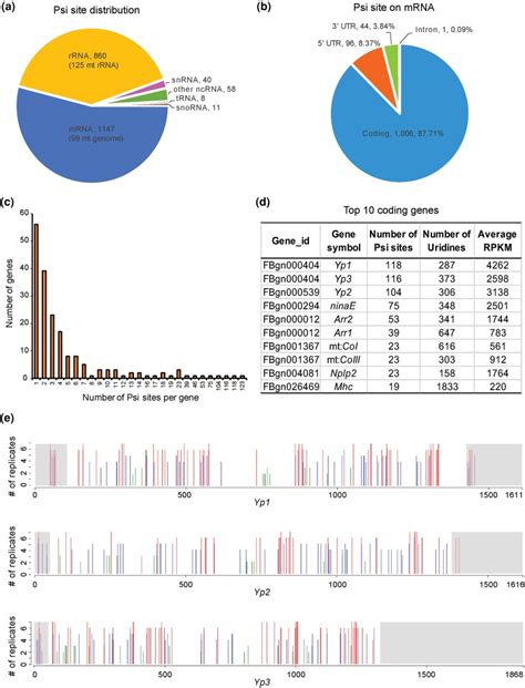 Transcriptome Wide Analysis Of Pseudouridylation In Drosophila