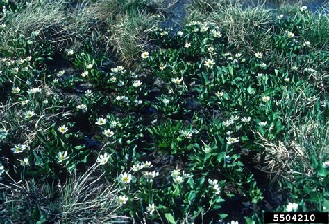 White Marsh Marigold Caltha Leptosepala